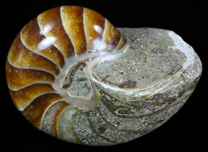 Polished Nautilus Fossil - Madagascar #58637